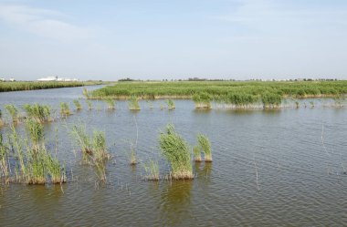 Sulak arazi, mavi gökyüzünün altında beyaz bulutlar