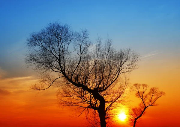 Evening Tree Silhouette Very Beautiful — Stock Photo, Image