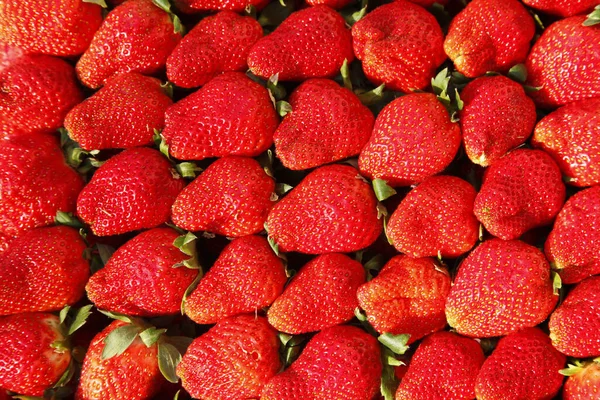 Morango Uma Espécie Fruta Deliciosa Close — Fotografia de Stock