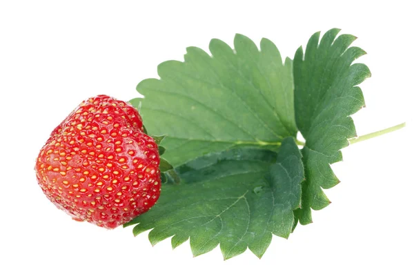 Φράουλα Είναι Ένα Είδος Νόστιμου Φρούτου — Φωτογραφία Αρχείου