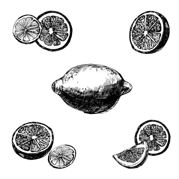 Vintage inchiostro disegnato a mano limone, isolato su sfondo bianco . — Vettoriale Stock