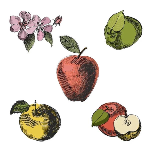 Sketsa Apple. Vintage tinta tangan vektor gambar dari apel yang berbeda, diisolasi pada latar belakang putih . - Stok Vektor