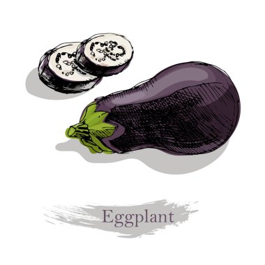 Beyaz zemin üzerine patlıcan. Vektör renkli kroki çizim