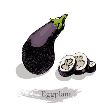 Beyaz zemin üzerine patlıcan. Vektör renkli kroki çizim