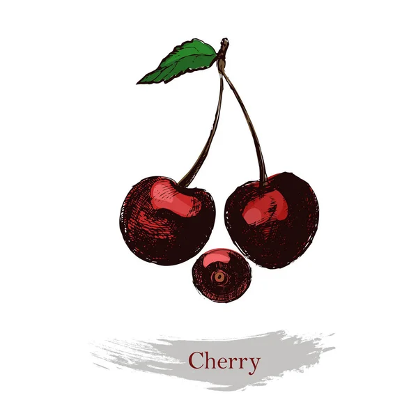 Cherry illustration.Vintage mão tinta desenhada cereja, isolado no fundo branco . — Vetor de Stock