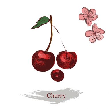Kiraz illüstrasyon kiraz çiçekleri ile. Vintage mürekkep elle çizilmiş kiraz, izole beyaz arka plan üzerinde.