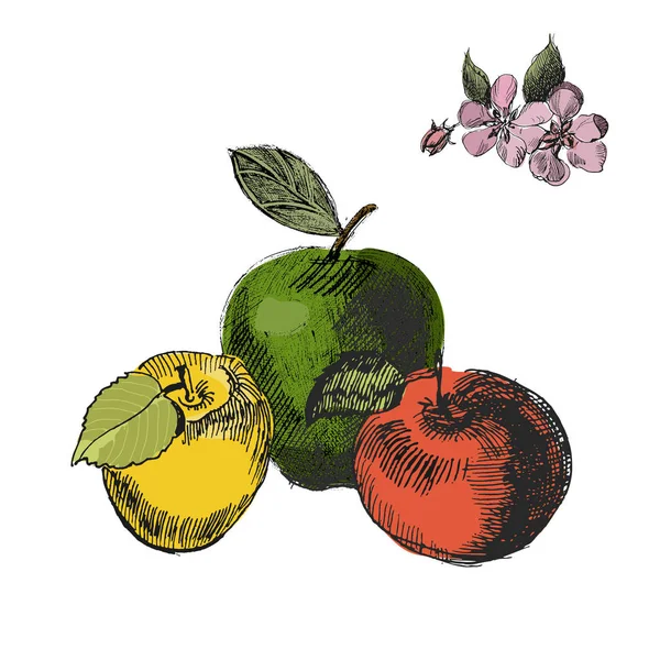Schizzo di Mela.Vintage inchiostro disegnato a mano vettore di diverse mele e fiori di mela, isolato su sfondo bianco . — Vettoriale Stock