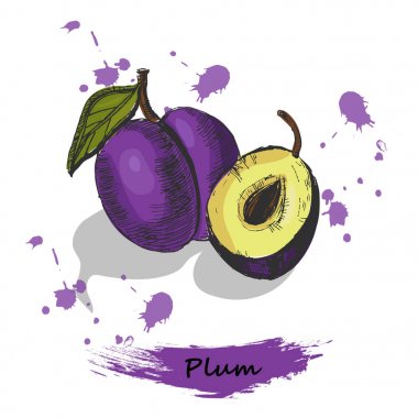 Erik illüstrasyon. Elle çizilmiş Erik, gölgeler beyaz zemin üzerine izole mürekkep kroki.