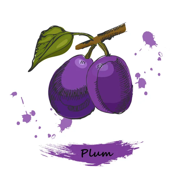 Ilustrasi Plum. Sketsa tinta dari plum gambar tangan, diisolasi pada latar belakang putih . - Stok Vektor