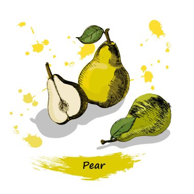 Armut kroki. Vintage mürekkep el çekilmiş armut, beyaz arka plan üzerinde izole.