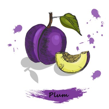 Erik illüstrasyon. Elle çizilmiş Erik, gölge beyaz zemin üzerine izole renkli kroki.