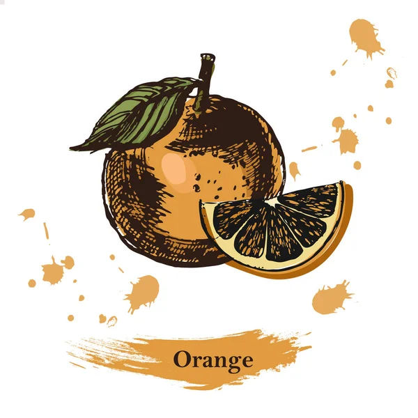 Tinta vintage dibujado a mano vector de naranjas, aislado sobre fondo blanco . — Vector de stock