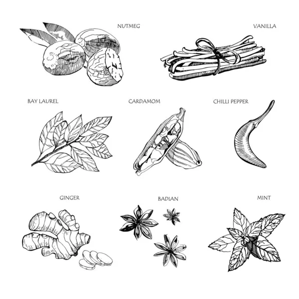 Ручные специи. Vanilla and pepper, cardamom and badian, nutmeg and bay leaves, mint and gingerSketch kitchen herbs isolated vector set. Иллюстрация ингредиента травы и специи для приготовления пищи . — стоковый вектор