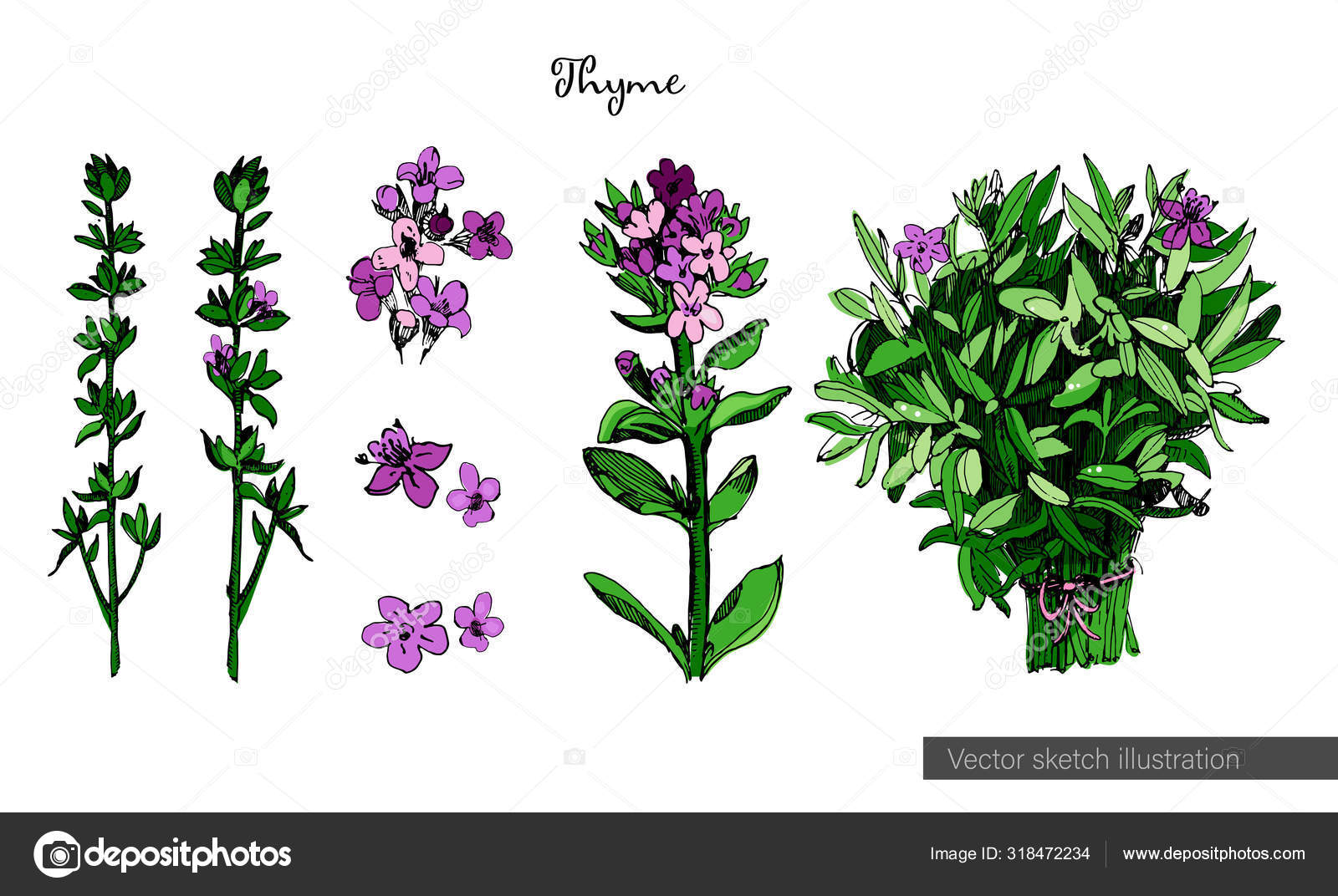 Thyme colorful illustration in sketch style, isolated on white