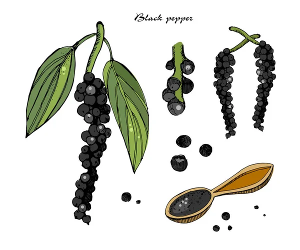 Векторная иллюстрация черного перца. Винтажный чернильный перец, выделенный вручную на белом фоне. . — стоковый вектор