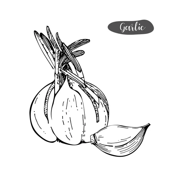 Чеснок руки нарисованы вектор illustration.Detailed ретро стиле sketch.Kitchen травяные специи и пищевой ingredient.Garlic, изолированный объект специи . — стоковый вектор