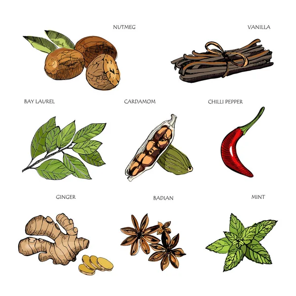 Especiarias coloridas desenhadas à mão. Baunilha e pimenta, cardamomo e badiana, noz-moscada e folhas de louro, hortelã e gengibre . — Vetor de Stock