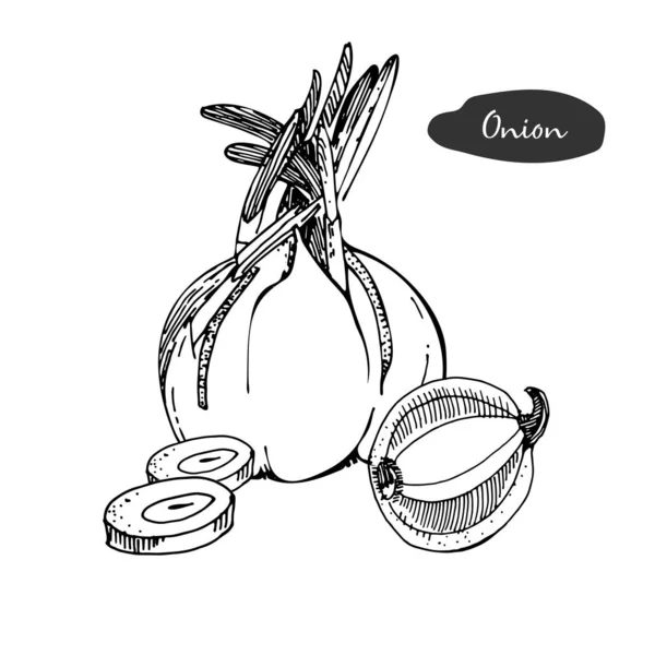 Onion hand drawn vector illustration.Detailed retro style sketch.Kitchen herbal spice and food ingredients .Onion, isolated cooking object . — стоковый вектор