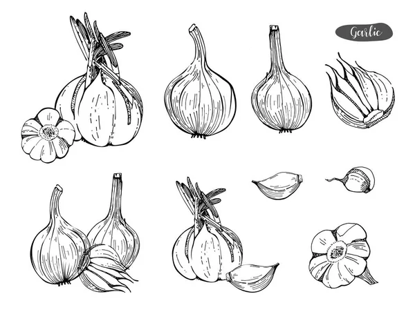 Garlic hand drawn vector set.Detailed retro style sketch illustration. Kitchen herbal spice and food ingredient.Garlic, isolated spice object. — Stock Vector