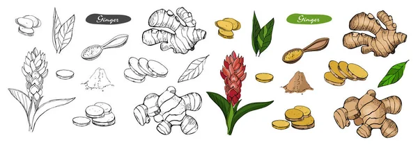 Ginger hand drawn vector illustration.Detailed colorful style sketch.Kitchen herbal spice and food ingredient.Ginger flower,powder, leaves, root and pieces. Outline and colored version — Stock Vector