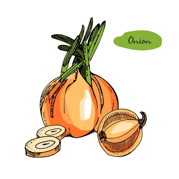 Cipolla colorato disegnato a mano vettoriale illustration.Detailed stile retrò sketch.Kitchen spezie a base di erbe e ingrediente alimentare.Cipolla, oggetto di cottura isolato . — Vettoriale Stock