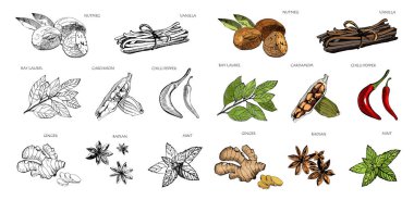 El yapımı renkli baharatlar. Vanilya ve biber, kakule ve badian, hindistan cevizi ve defne yaprakları, naneli ve zencefilli mutfak otları izole edilmiş vektör seti.