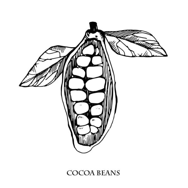 Granos de cacao vector conjunto ilustration.Vintage tinta dibujado a mano frijoles, aislado sobre fondo blanco. objeto de cocina botánica aislada . — Vector de stock