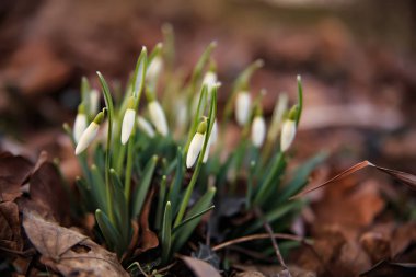 Parkta vahşi kardelen
