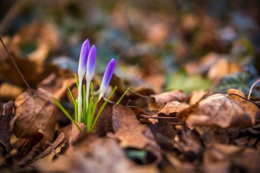 Parkta vahşi çiğdemler