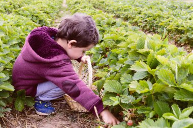 Küçük çocuk çilek çiftlikte eğleniyor. Yakışıklı çocuk beslenme sağlıklı organik gıda, taze berries.fresh çilek Çilek çiftlikte bir sepet içinde aldı