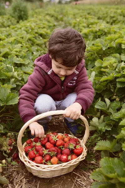 Rapazinho a divertir-se na quinta de morangos. Menino bonito criança comendo alimentos orgânicos saudáveis, berries.fresh fresco pegou morangos em uma cesta na plantação de morango — Fotografia de Stock