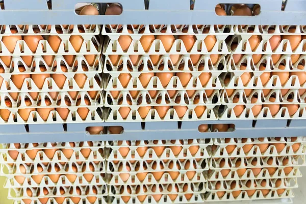 パネル卸売市場の保存パッケージの養鶏場からの卵 — ストック写真