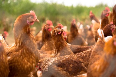 tipik ücretsiz aralığı tavuk organik çiftliği tavuk portresi