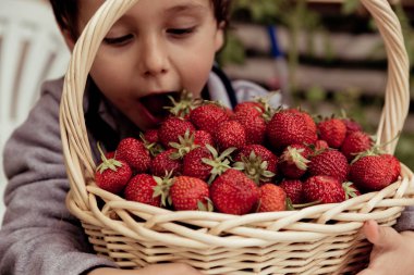  Yakışıklı çocuk beslenme sağlıklı organik gıda, taze çilek. Taze çilek bir sepet içinde aldı.  