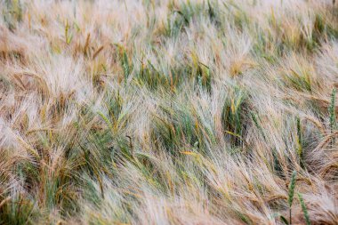 Güneşli bir günde güzel görünüm alanı ve mavi gökyüzü. Güzel görünüm alanının bir güneşli bir günde. Buğday - buğday alanının yakın. Altın olgun buğday alan, güneşli bir gün, buğday, büyüyen tarım peyzaj bitki yetiştirmek,