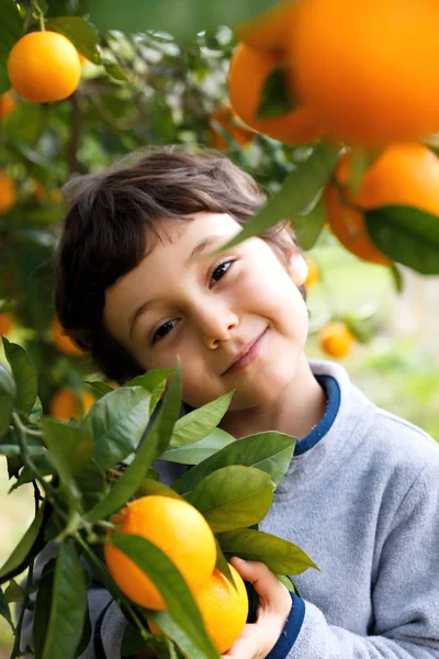 Dziecko, Zbieranie pomarańczy na farmie na wiosnę. Mały chłopiec, grając — Zdjęcie stockowe