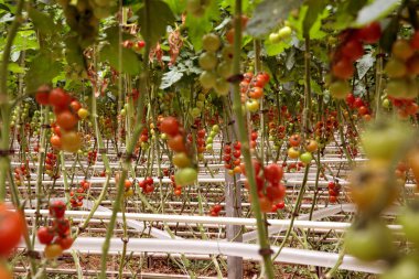 Domates hydroponic bitkiler sera içinde satır. Kırmızı domates taze ağaç, iyi bir sağlık için organik. Şeffaf Polikarbon sera içinde Bush olgunlaşma kırmızı ve yeşil domates. 