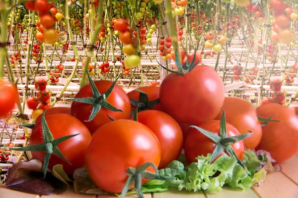 Fileiras de plantas hidropônicas de tomate em estufa.Tomates vermelhos frescos na árvore, orgânicos para uma boa saúde. Tomates vermelhos e verdes amadurecendo no arbusto em uma estufa de policarbonato transparente . — Fotografia de Stock