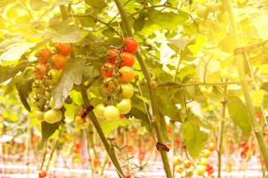 Domates hydroponic bitkiler sera içinde satır. Kırmızı domates taze ağaç, iyi bir sağlık için organik. Bush bir sera içinde olgunlaşma kırmızı ve yeşil domates 