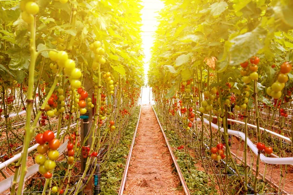 Domates hydroponic bitkiler sera içinde satır. Kırmızı domates taze ağaç, iyi bir sağlık için organik. Bush bir sera içinde olgunlaşma kırmızı ve yeşil domates 