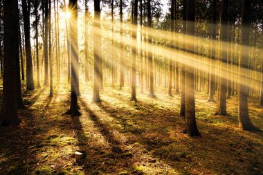 Sabahın erken saatlerinde güneşli orman. Sunrise güneş ışınları doğa arka plan Autimn mevsimlik atmosfer kavramı.