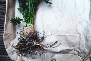 Organik kereviz kök kereviz ve kereviz ile toprak yapraklarda kağıt arka plan. Taze kereviz kapat