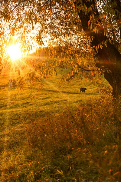 Schöner Herbstbaum im Sonnenuntergang leuchtet, ein Hund geht in der Ferne spazieren. Sonnenuntergang Sonnenlicht Strahlen Natur Hintergrund .Herbst saisonales Konzept. — Stockfoto