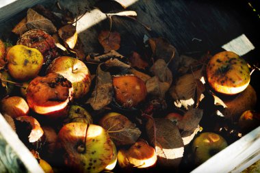 Sandık içinde çürüyen elma