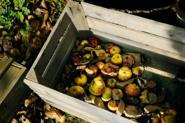 Sandık içinde çürüyen elma