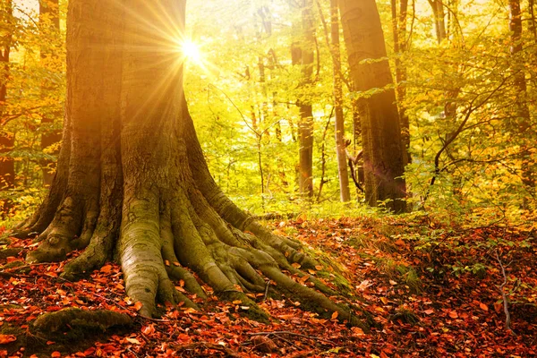 Στο χωριό. Ηλιόλουστο το φθινόπωρο τοπίο - γραμμή του φθινοπώρου κιτρινισμένα δέντρο κάτω από φθινοπωρινή λιακάδα. Autimn έννοια εποχική ατμόσφαιρα. — Φωτογραφία Αρχείου