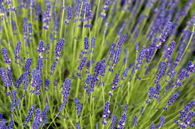 Lavanta çalılar yakın çekim bir parkta. Lavanta arka plan. Doğa kavramı