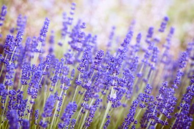 Lavanta çalılar yakın çekim bir parkta. Lavanta arka plan. Doğa kavramı