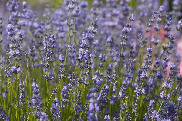 Lavender bushes close-up in a park. Lavender background.Nature concept — Stock Photo, Image