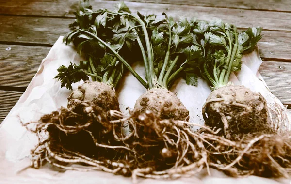 Root celeries.Tuber of celery with leaves, farm fresh produce, organic food.Celery right from ground